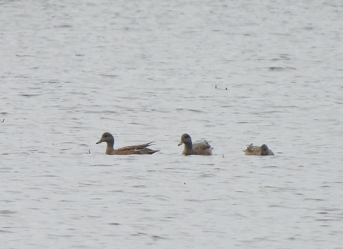 Canard d'Amérique - ML641833557