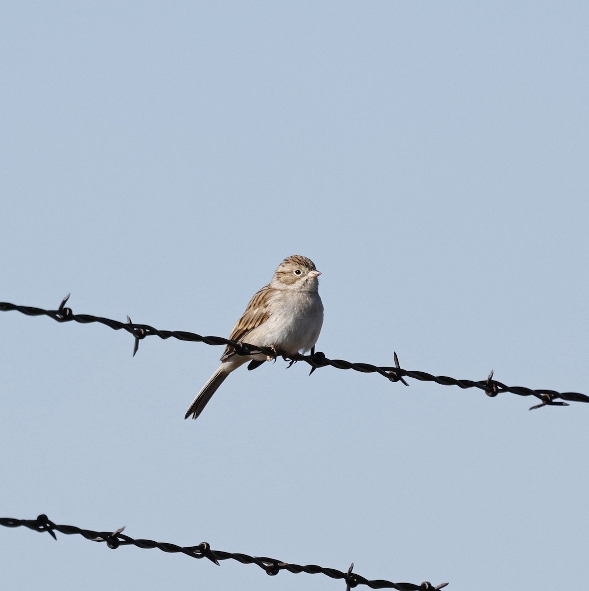Brewer's Sparrow - ML641833565