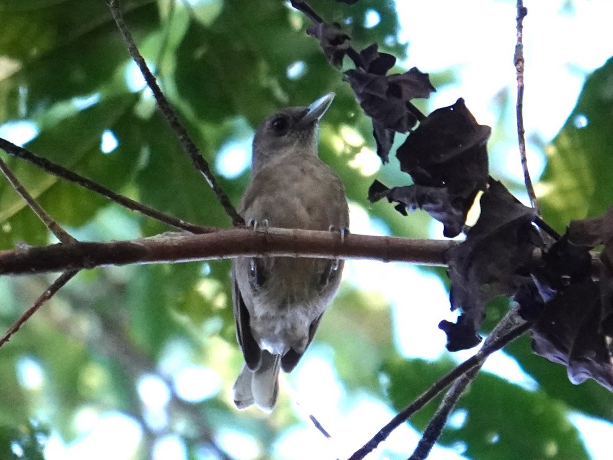 Southern Shrikebill - ML641833569
