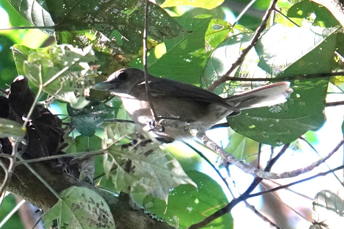 Southern Shrikebill - ML641833570
