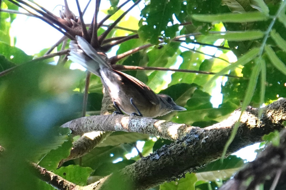 Southern Shrikebill - ML641833571