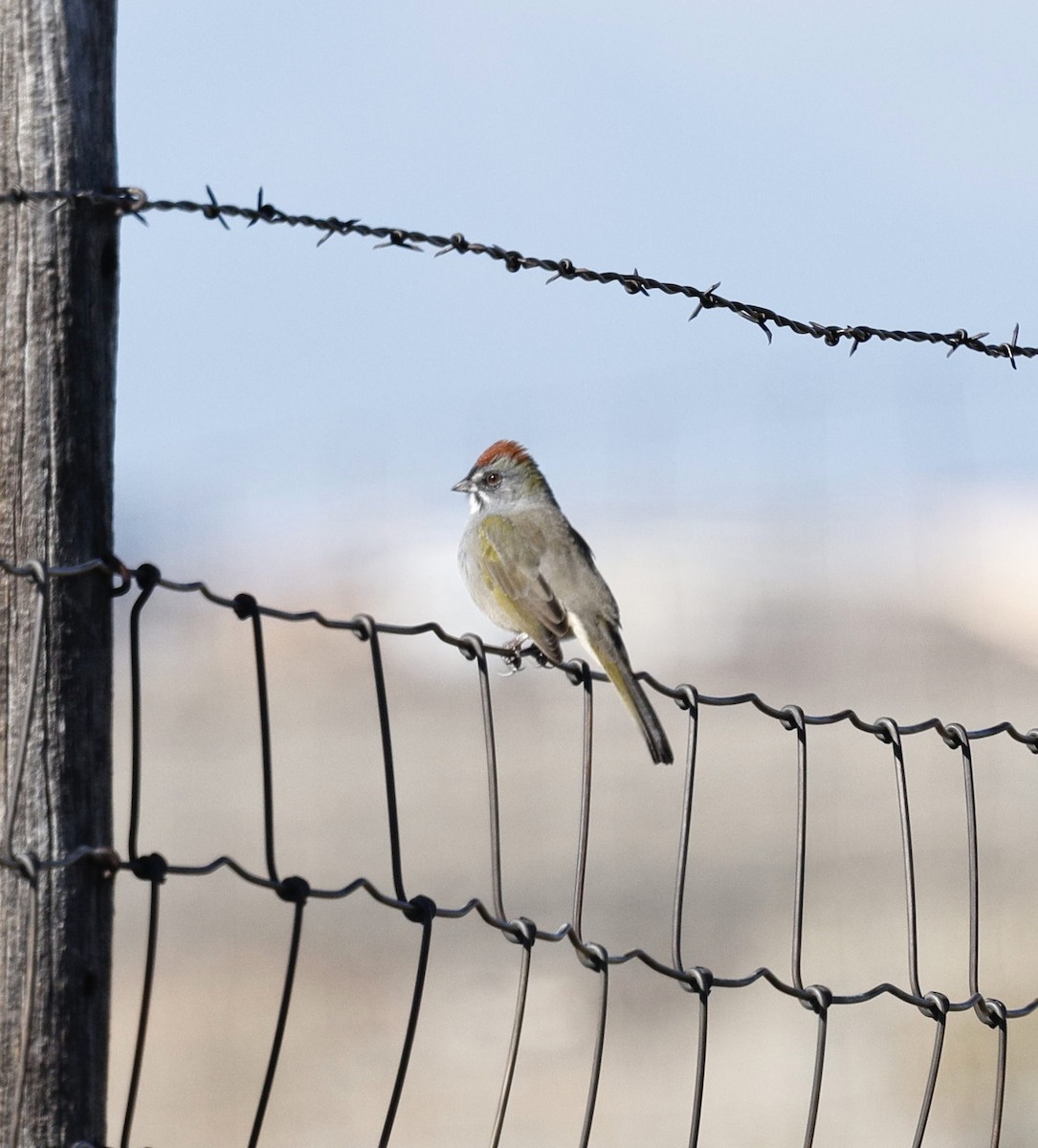 Green-tailed Towhee - ML641833574