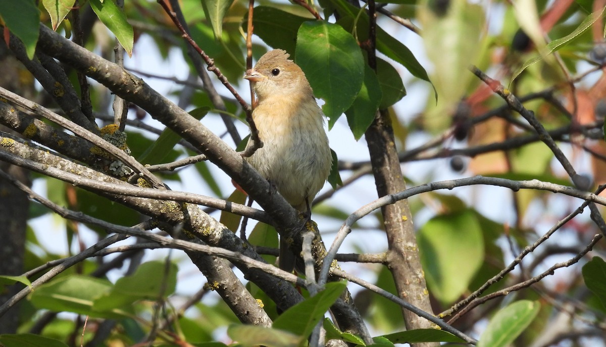 Passerin azuré - ML641833577