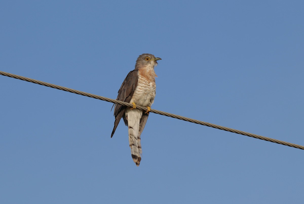 Common Hawk-Cuckoo - ML641833578