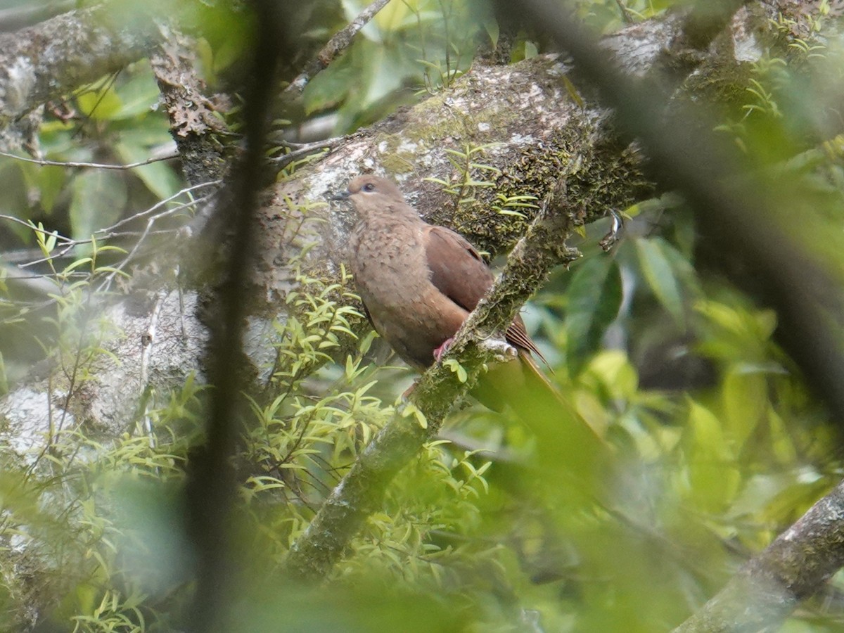 Spot-breasted Cuckoo-Dove - ML641833580