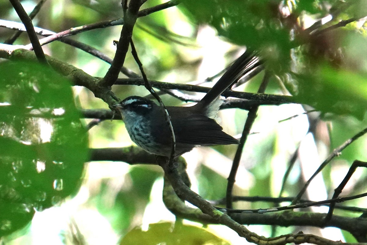 Vanuatu Streaked Fantail - ML641833590