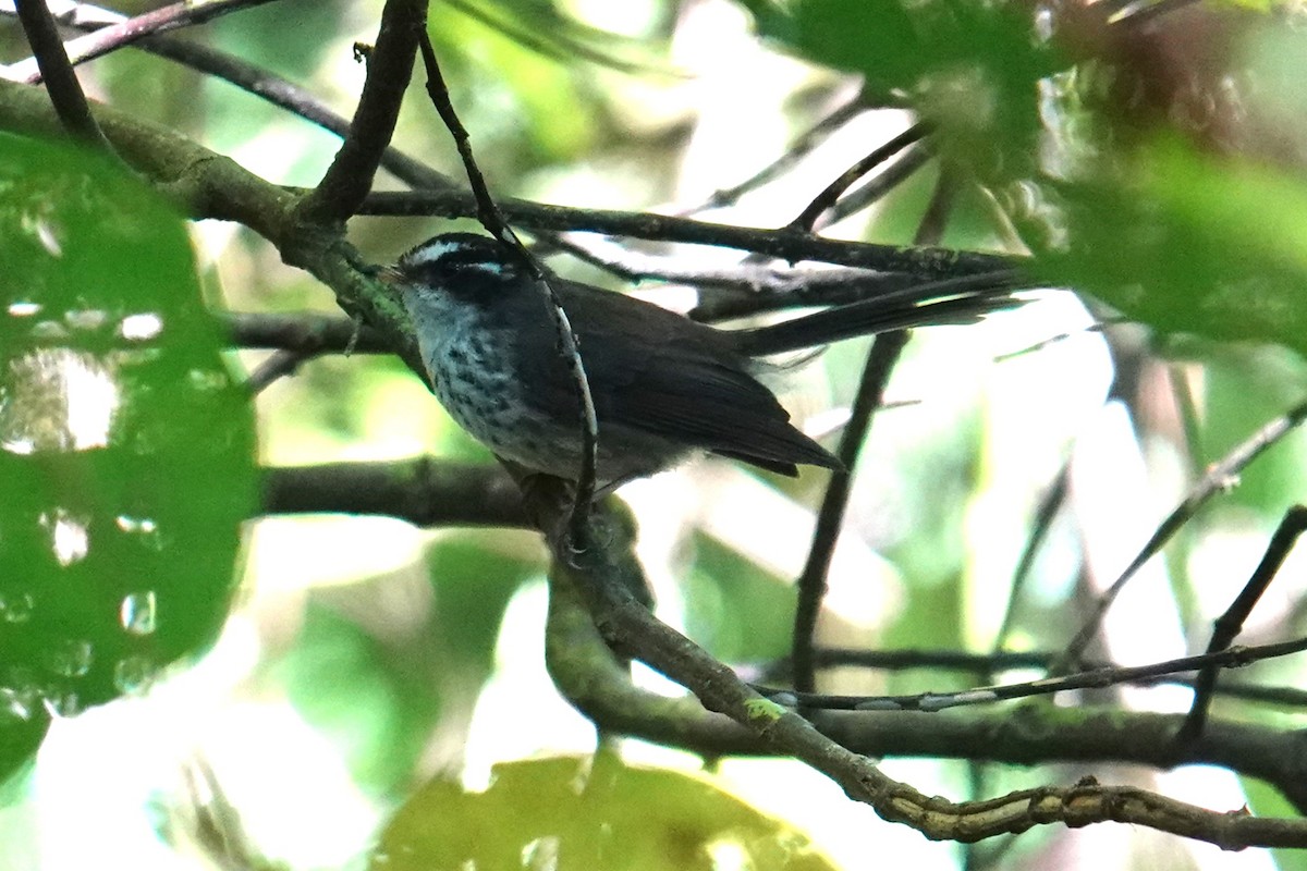 Vanuatu Streaked Fantail - ML641833591