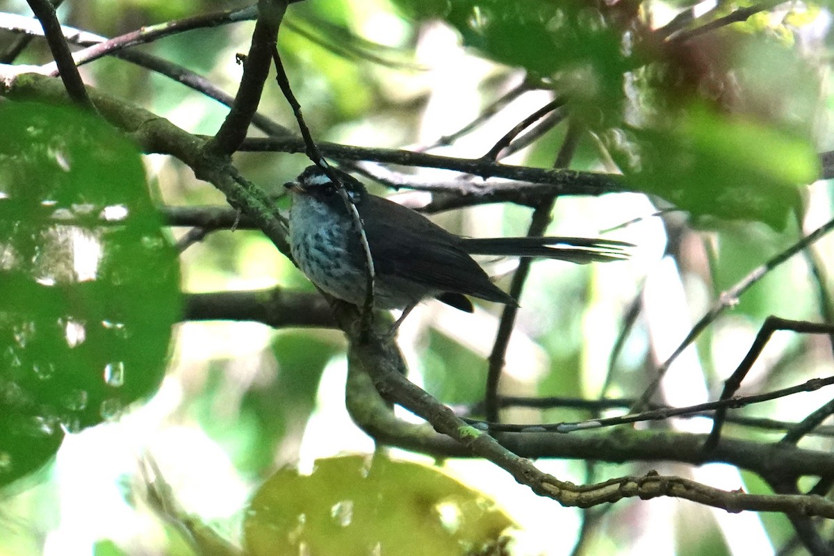Vanuatu Streaked Fantail - ML641833592