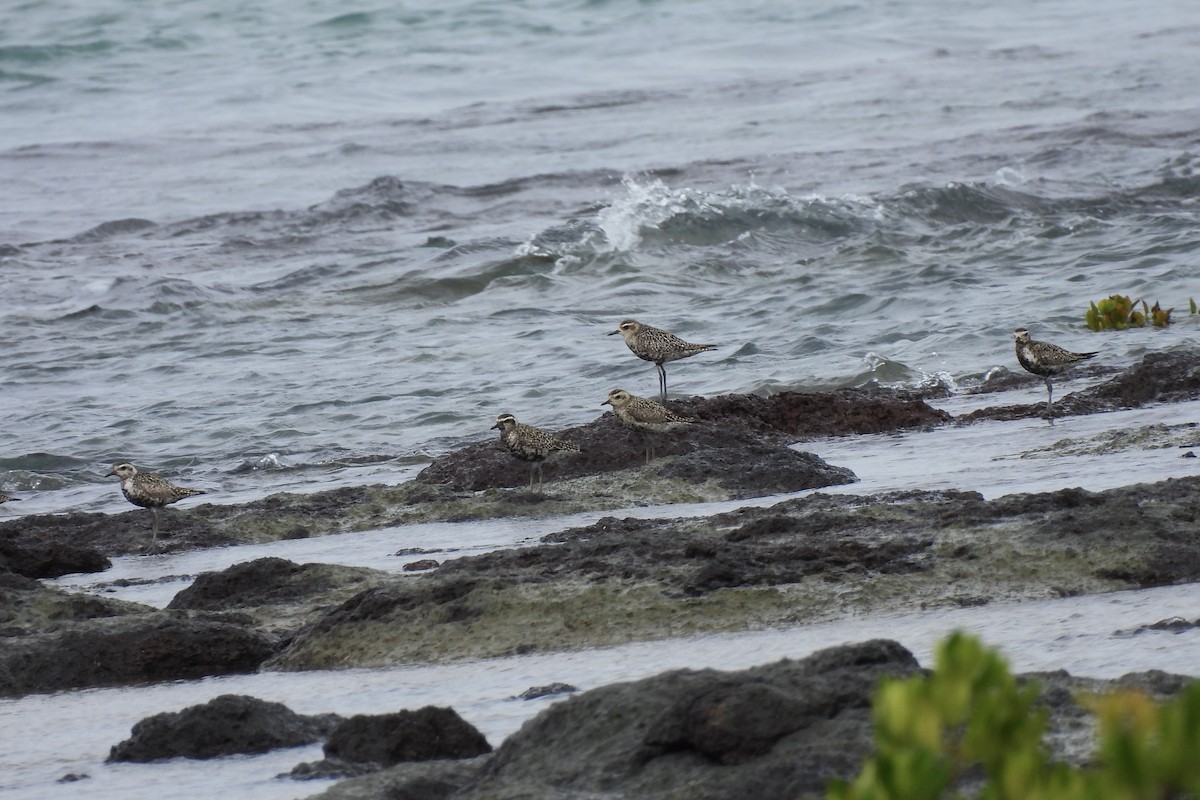 Pacific Golden-Plover - ML641833596