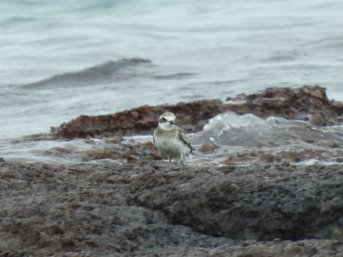 Siberian Sand-Plover - ML641833640