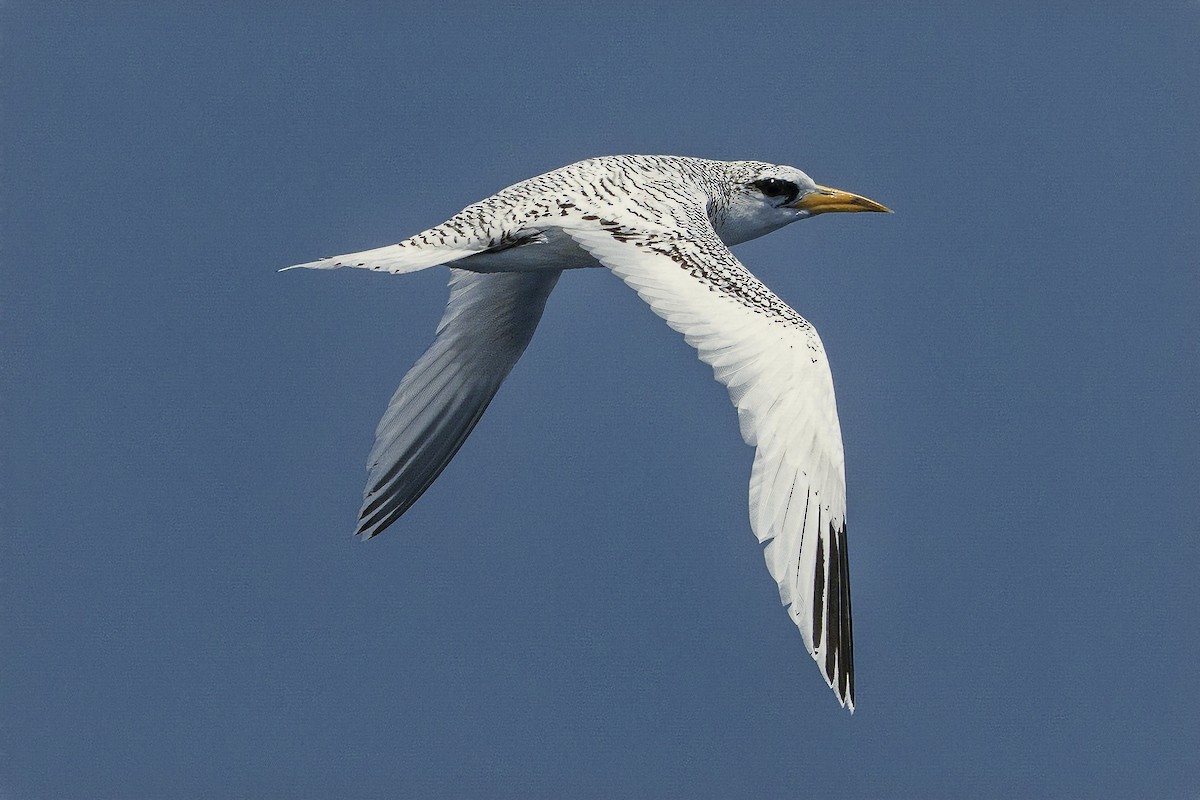 White-tailed Tropicbird - ML641833642