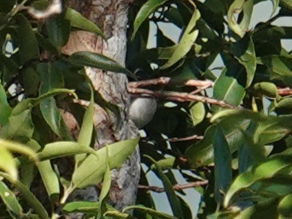 Fan-tailed Gerygone - ML641833656