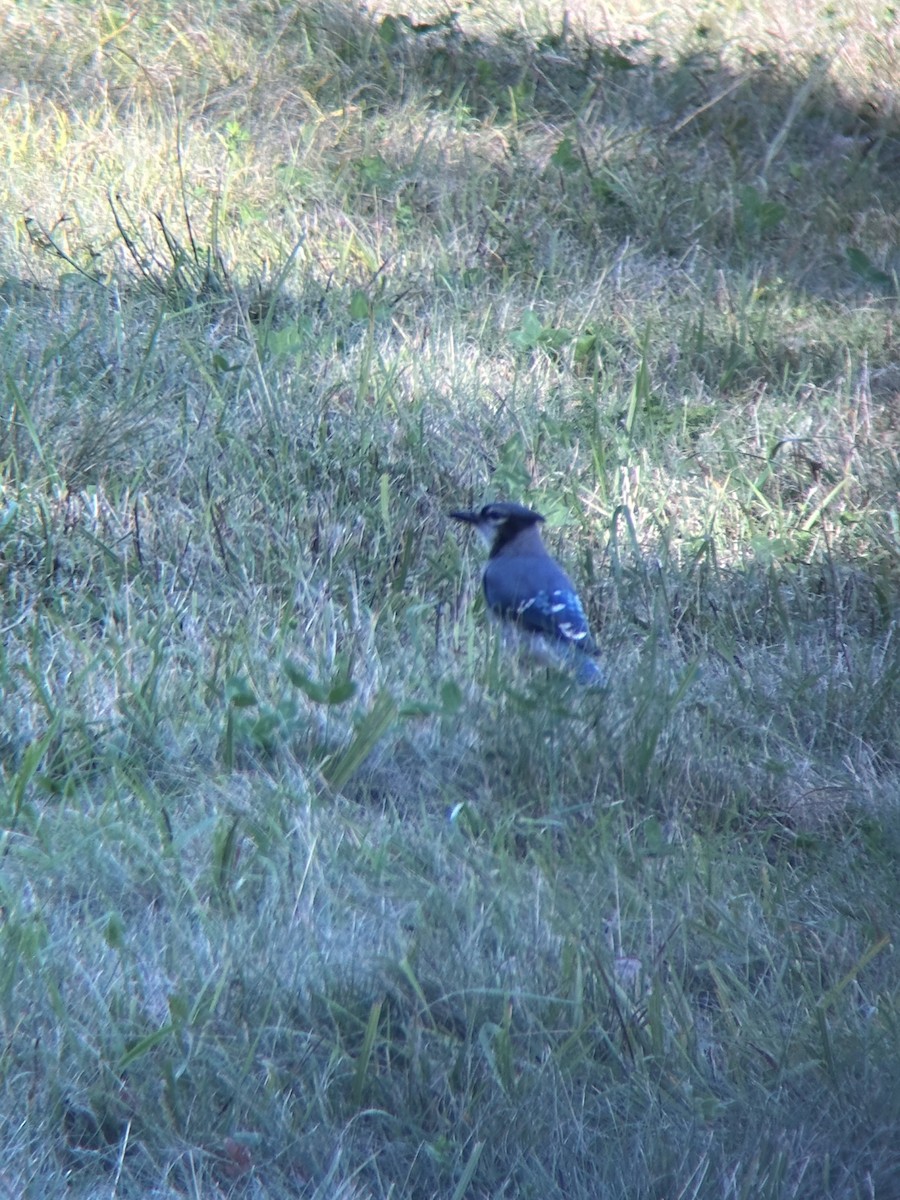Blue Jay - ML641833658
