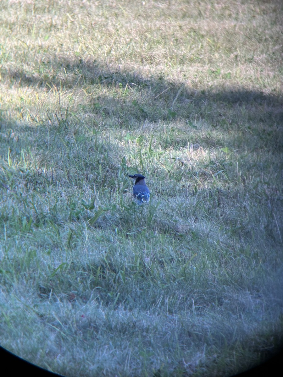Blue Jay - ML641833659