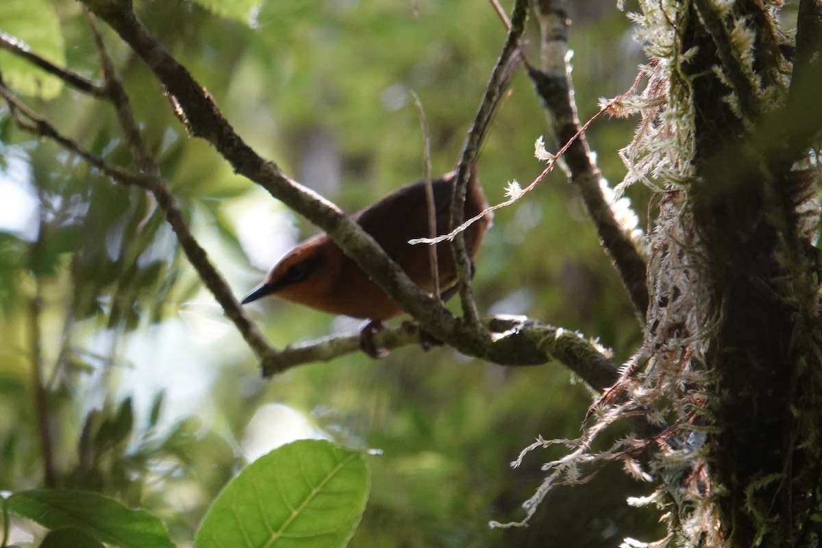 Santo Thicketbird - ML641833676