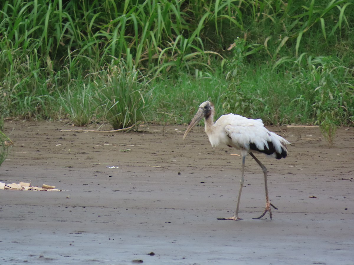 Wood Stork - ML641833713
