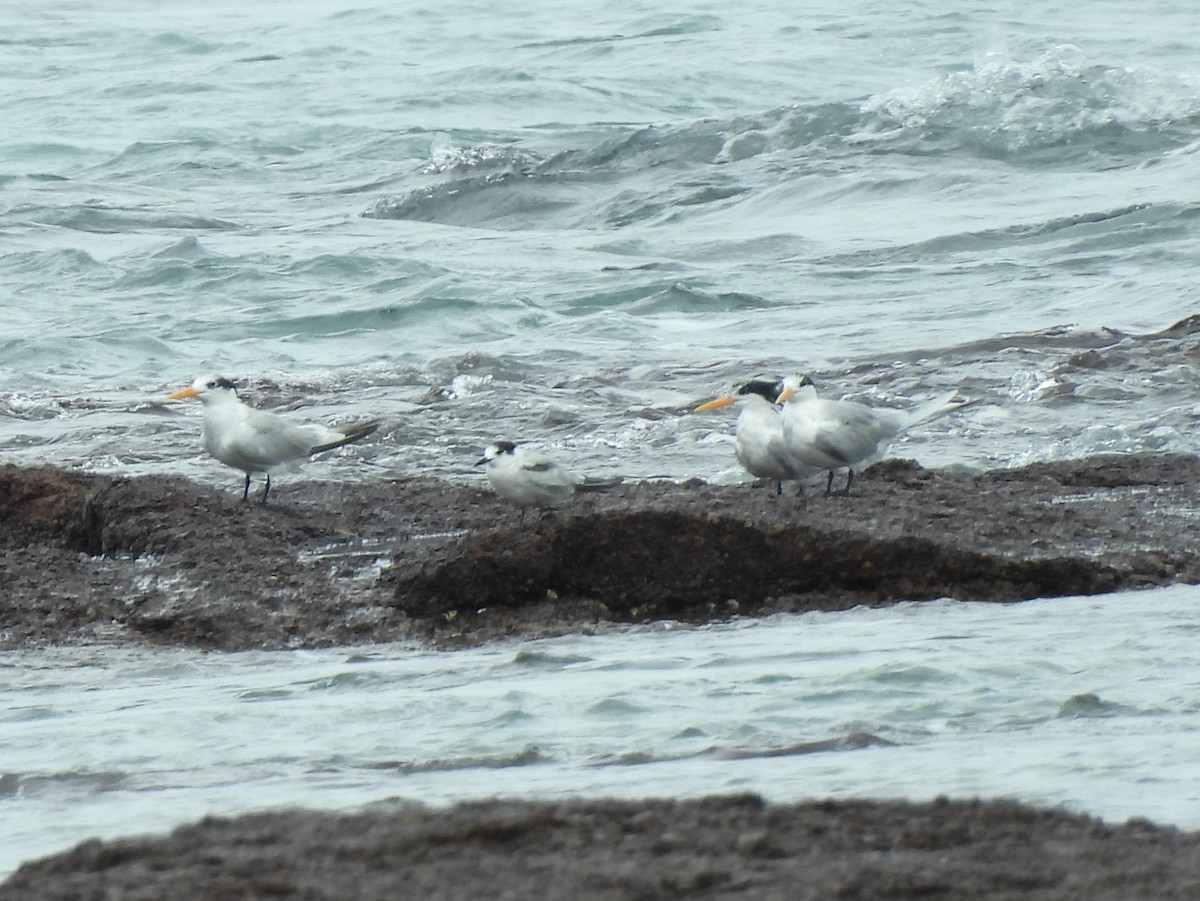 Lesser Crested Tern - ML641833718