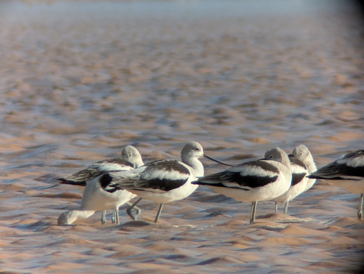 American Avocet - ML641833727