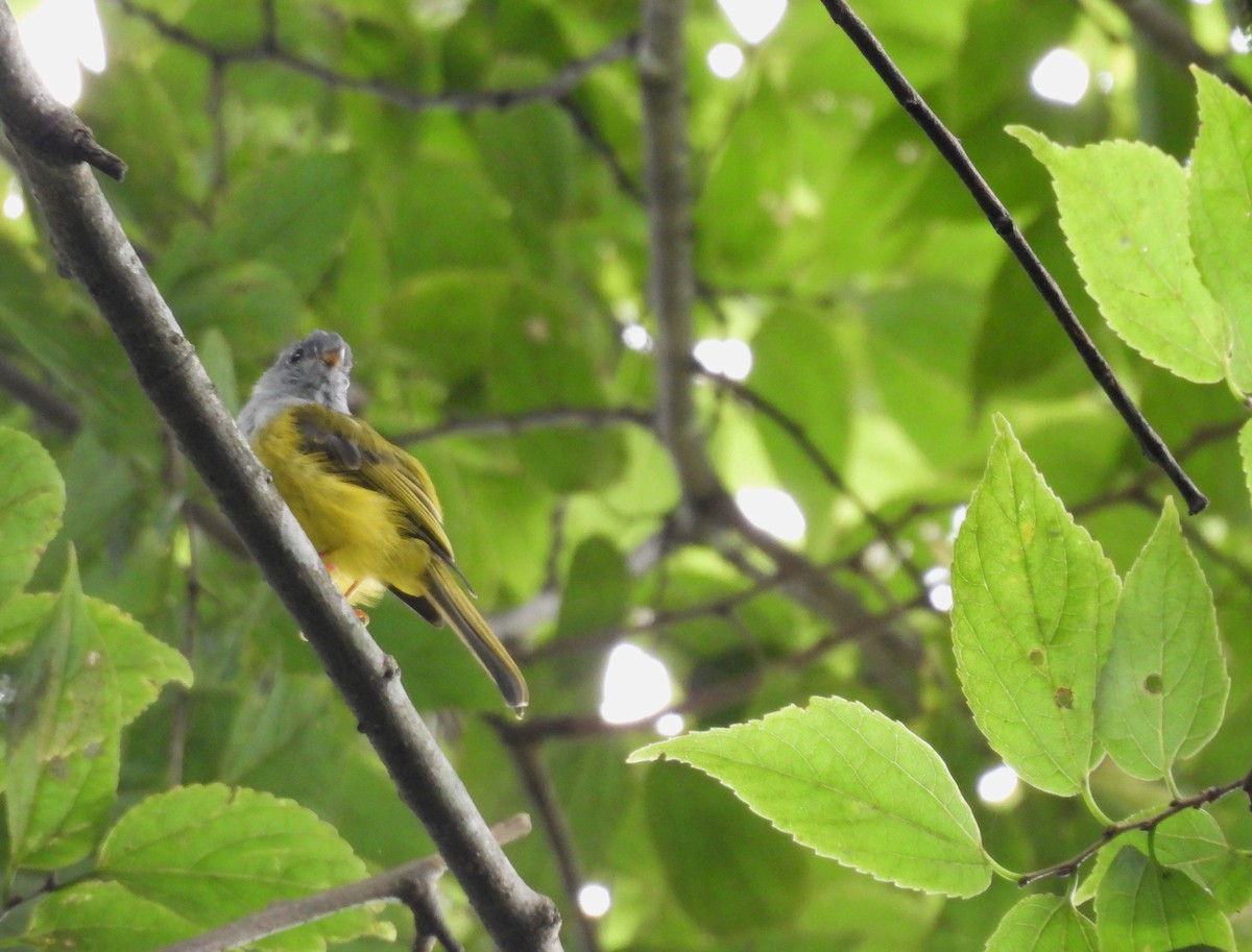 Gray-headed Canary-Flycatcher - ML641833728