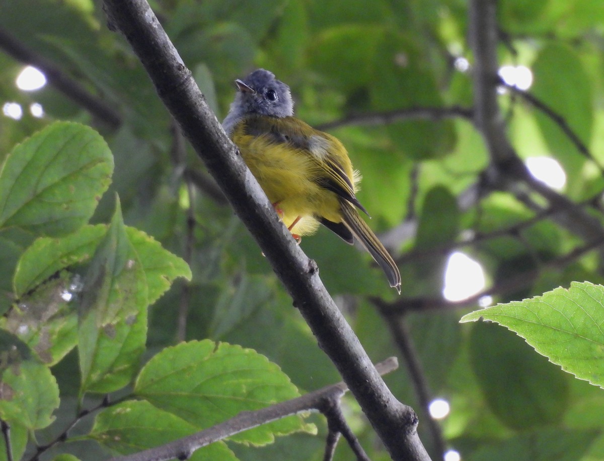 Gray-headed Canary-Flycatcher - ML641833735