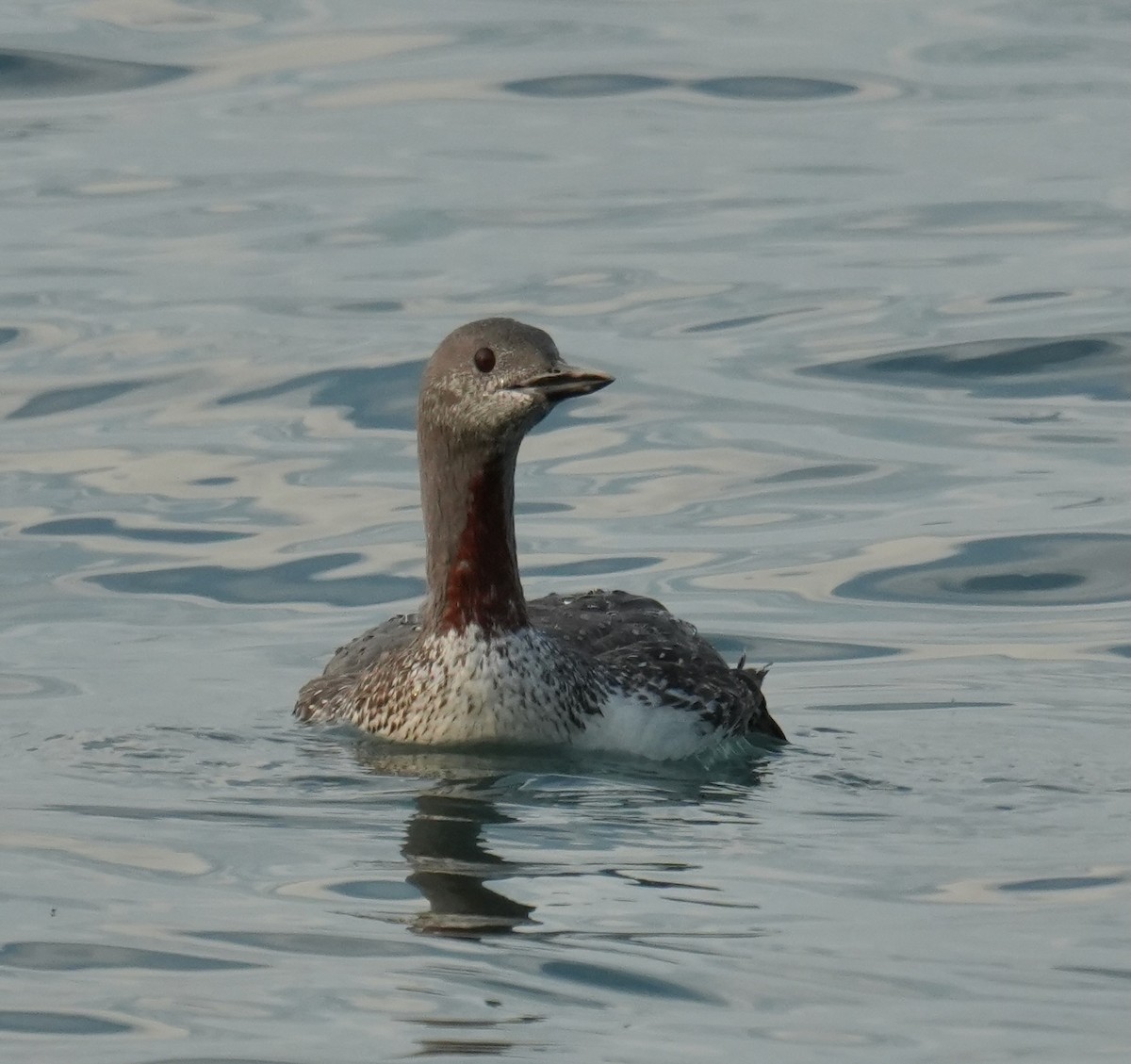 Plongeon catmarin - ML641833738