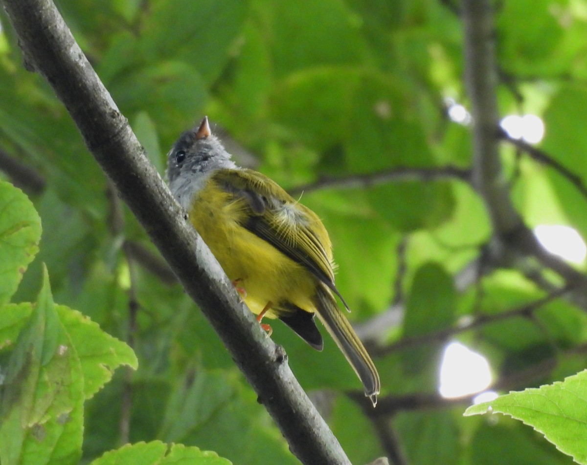 Gray-headed Canary-Flycatcher - ML641833741
