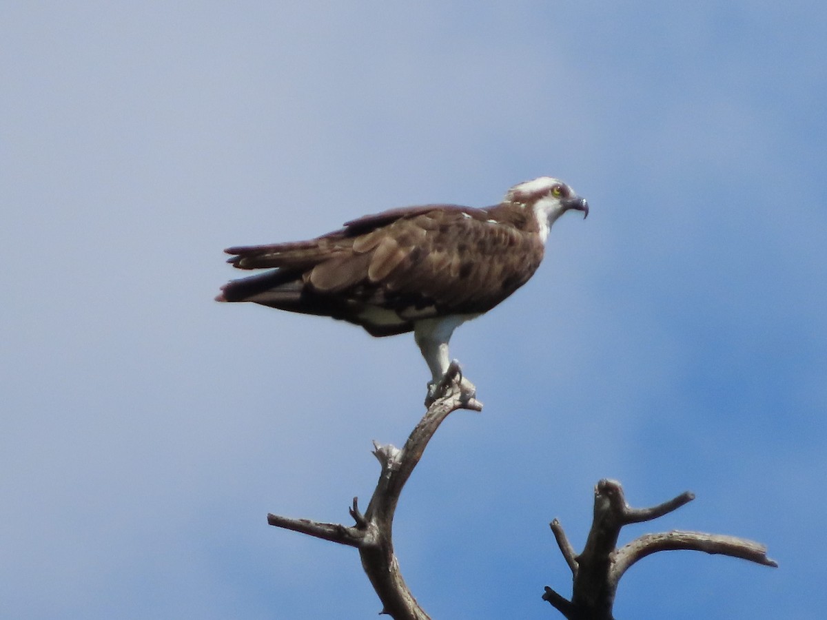 Osprey - ML641833757