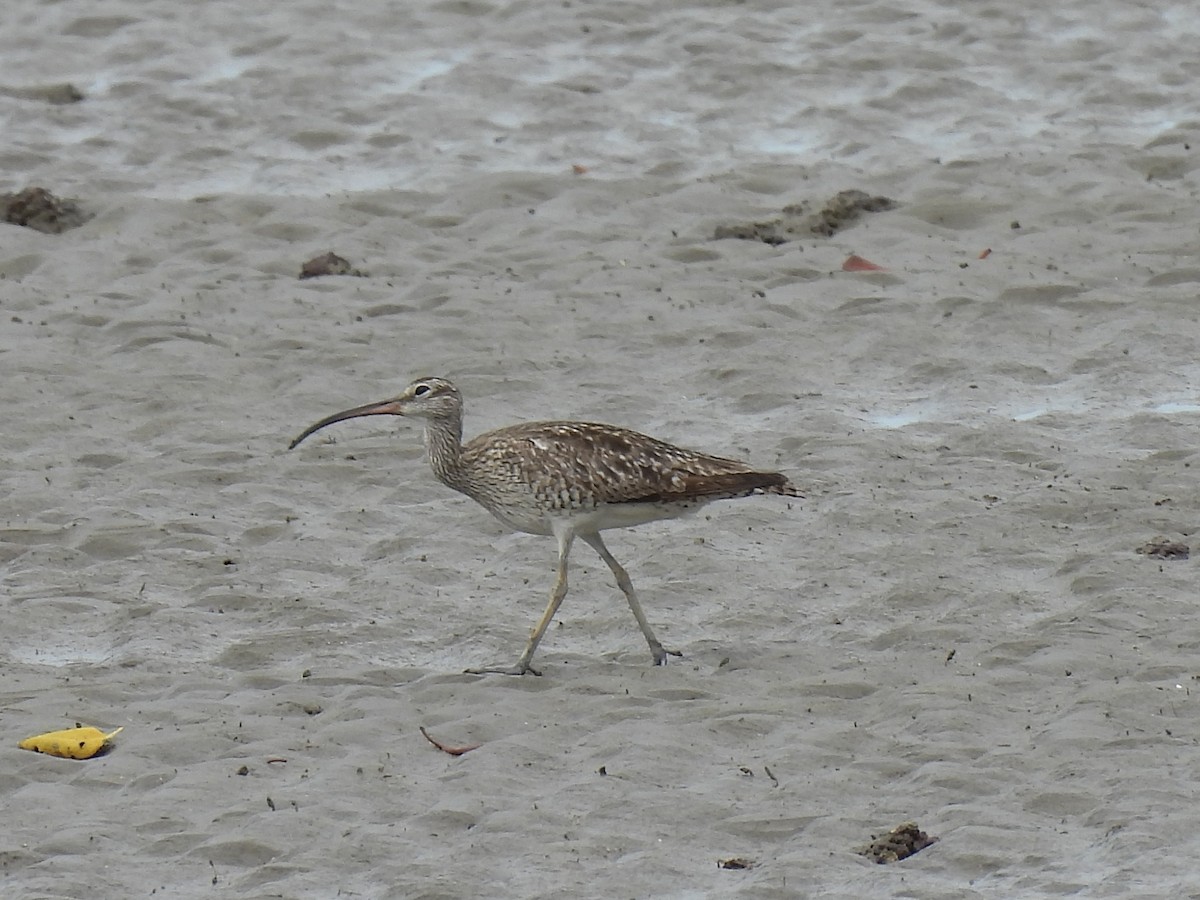 Whimbrel - ML641833773