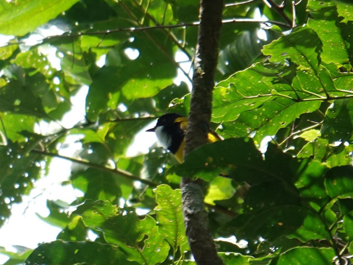 Vanuatu Whistler - ML641833776
