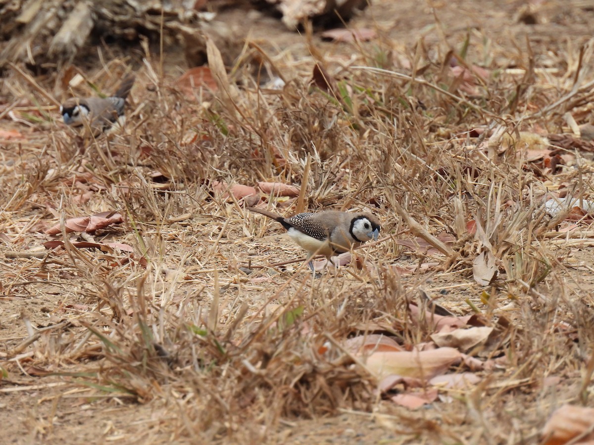 Double-barred Finch - ML641833777