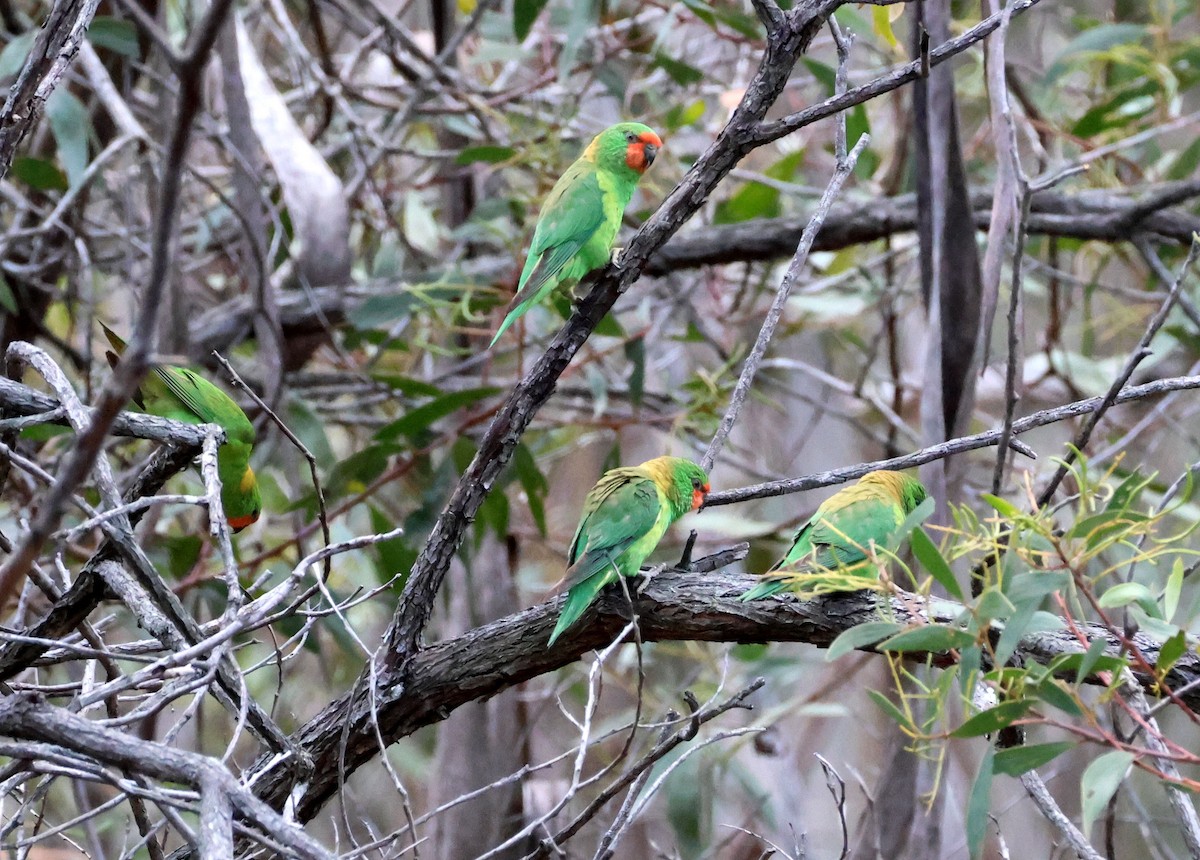 Little Lorikeet - ML641833779