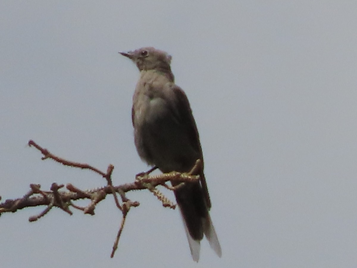 Townsend's Solitaire - ML641833789