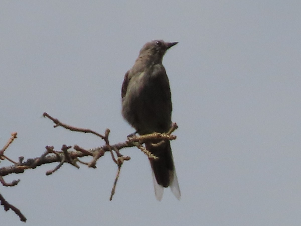 Townsend's Solitaire - ML641833797