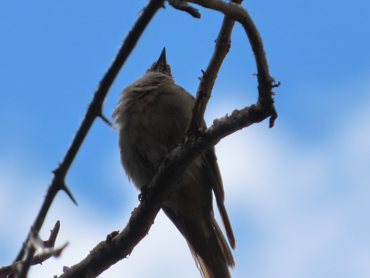 Townsend's Solitaire - ML641833805