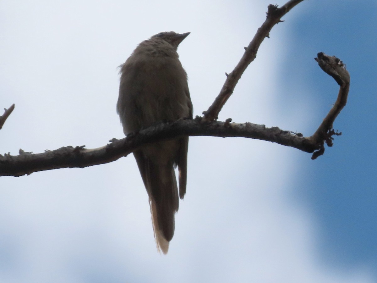 Townsend's Solitaire - ML641833815