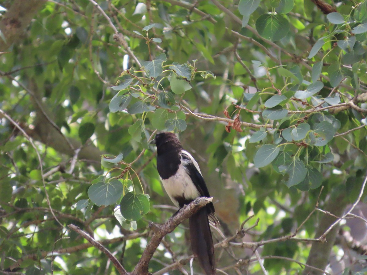 Black-billed Magpie - ML641833828