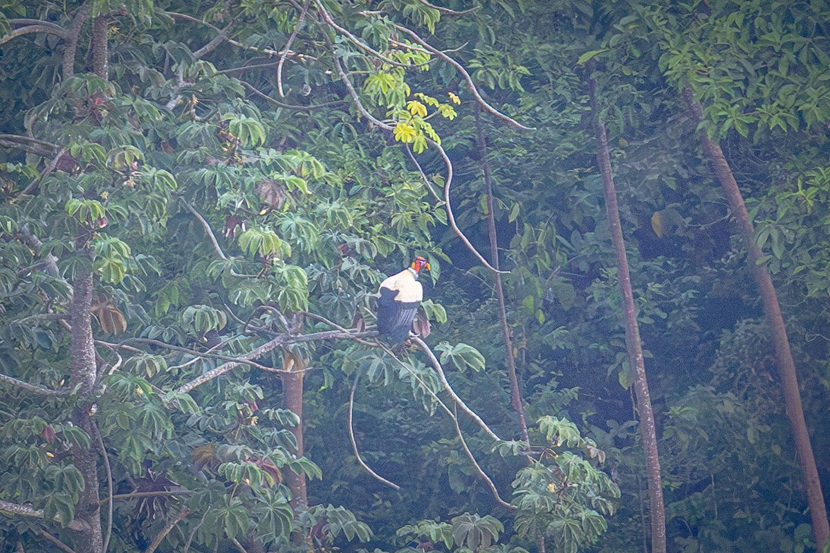 King Vulture - ML641833830