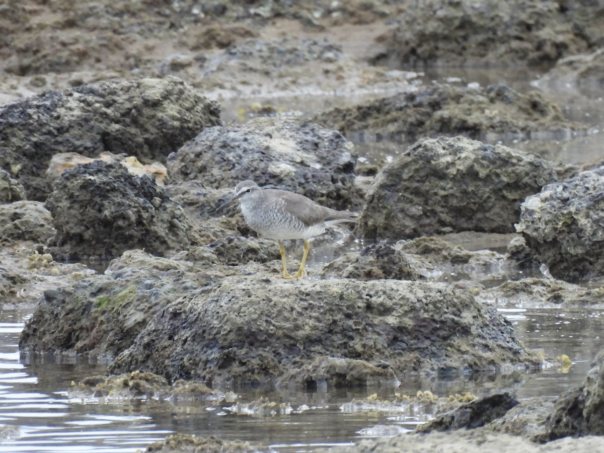 Gray-tailed Tattler - ML641833834