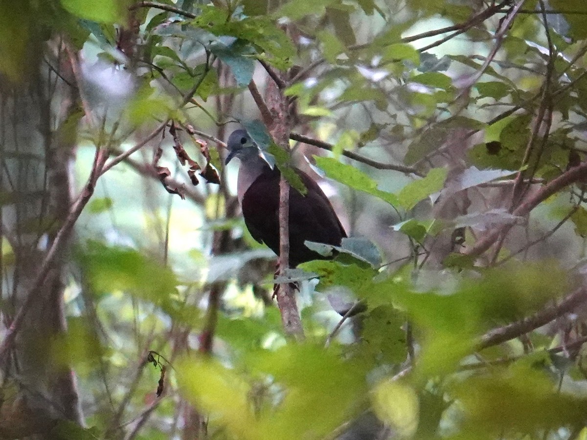 Santa Cruz Ground Dove - ML641833835