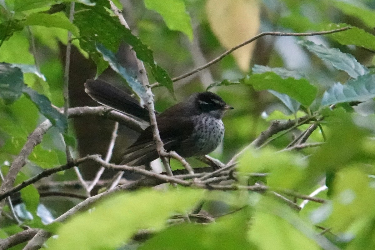 Vanuatu Streaked Fantail - ML641833841