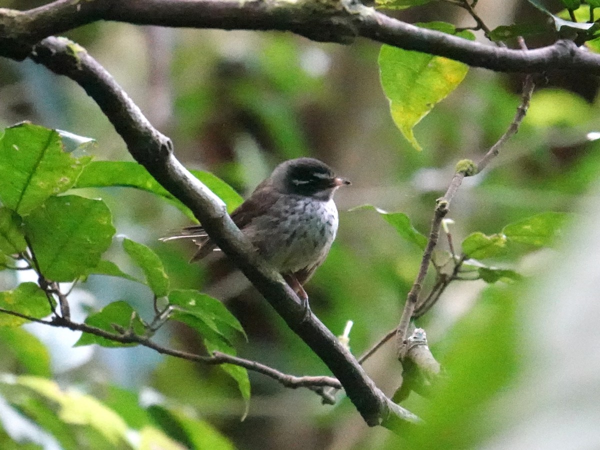 Vanuatu Streaked Fantail - ML641833843