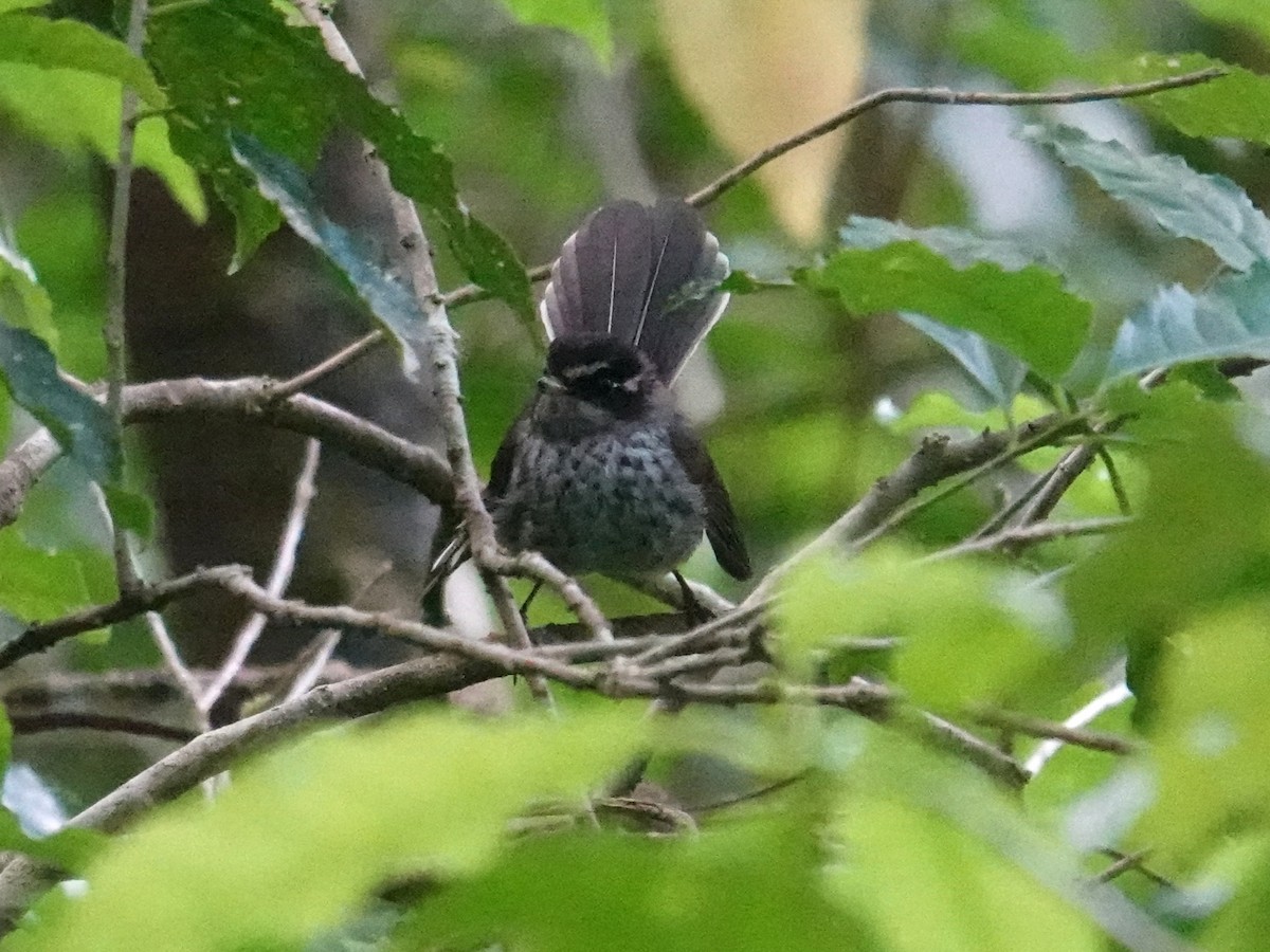 Vanuatu Streaked Fantail - ML641833845