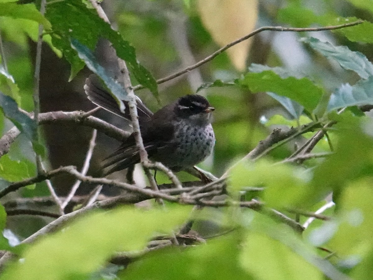 Vanuatu Streaked Fantail - ML641833847