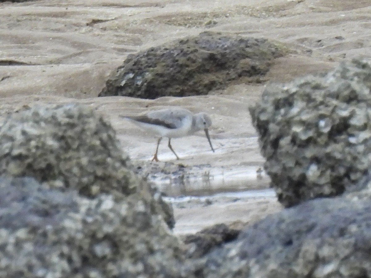 Terek Sandpiper - ML641833856