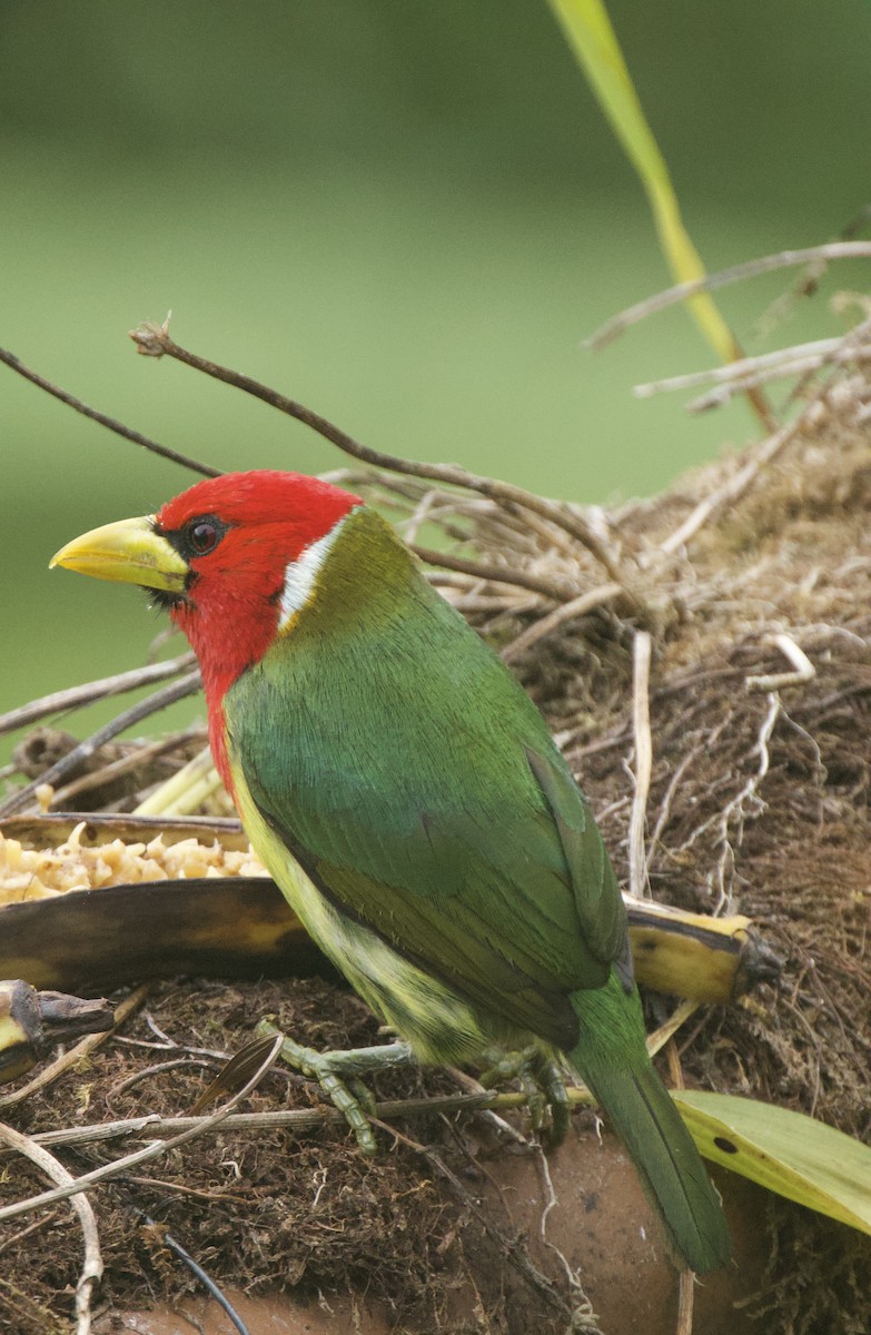 Kırmızı Başlı Barbet - ML641833859