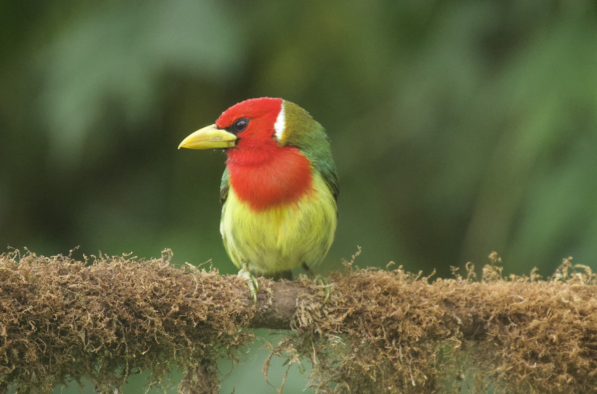 Kırmızı Başlı Barbet - ML641833860