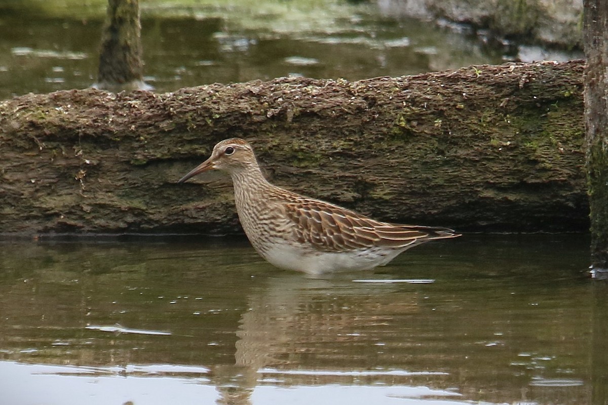 Pectoral Sandpiper - ML641833862