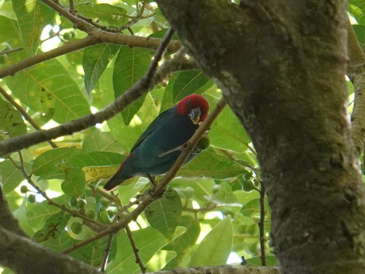 Royal Parrotfinch (Vanuatu) - ML641833873