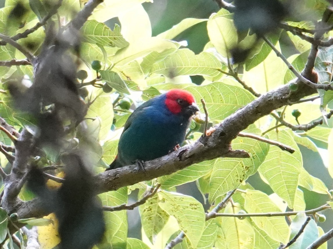 Royal Parrotfinch (Vanuatu) - ML641833874