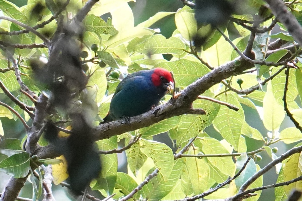 Royal Parrotfinch (Vanuatu) - ML641833875